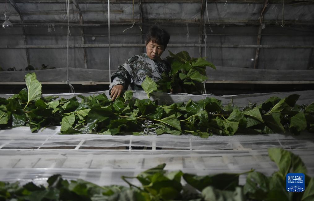银钻娱乐手机版下载安装